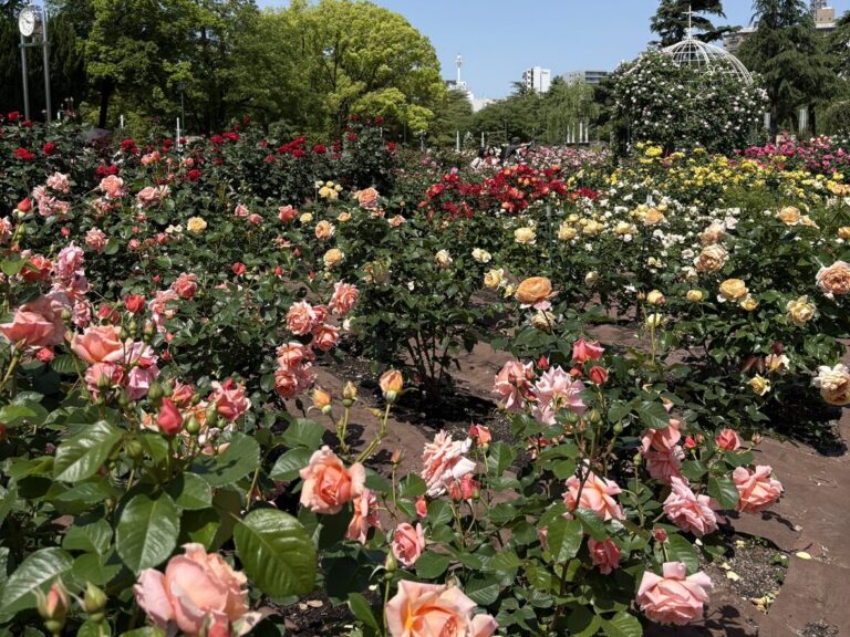 名古屋鹤舞公园2026年玫瑰与花菖蒲节活动指南