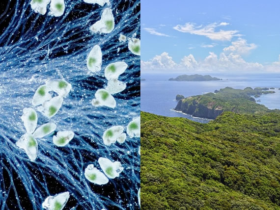 植物の物語と未来：日本科学未来館で特別トークイベント開催